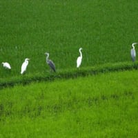 撮り溜めた過去の写真