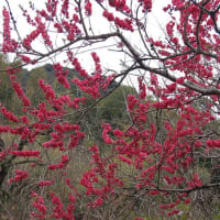 桜の前    桜はまだ硬いつぼみ　　緋桃と白木蓮　
