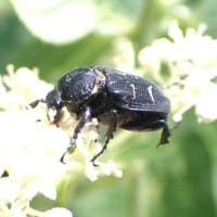 ノリウツギに集まる虫たち　お目当ての甲虫は？