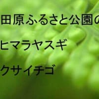 篠窪（しのくぼ）の隣町 渋沢駅に小原流の平井様が「真っ赤なゼラニュームの花」をいける　(2024/05/14）