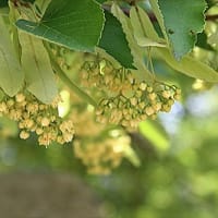 矢田寺 紫陽花