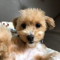 今日のめぇたん
