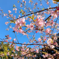 三月三日、春の陽射しに咲く花は