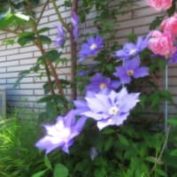 山口の風景　5月8日