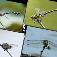 鳥撮り止めて虫撮りに