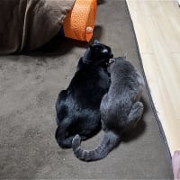 なかよしｗ