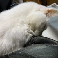 ミルコ「とってもお久しぶりニャ～～♪最近のボクです。」 #白猫 #猫の居る暮らし #猫 #cat #CatsOfTwitter