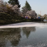 桜を求めて～上杉神社