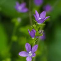 野草万歳