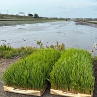 人生初の田植え