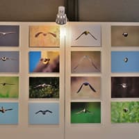 平城宮跡で野鳥写真展開催中！・・・夏鳥たちの小さな写真館