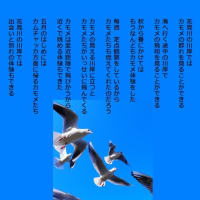 花見川　カモメの飛翔
