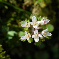 春まだ浅い "くじゅう連山" ～ 春の妖精ユキワリイチゲなど 咲始めました。