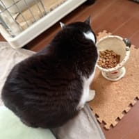 おさかな　ぺろり。