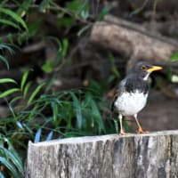 クロツグミ♂　大阪城公園　５/8日撮影　