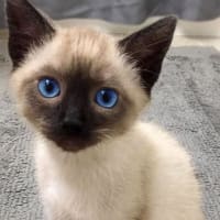 可愛く癒される猫ちゃんたちその⑤