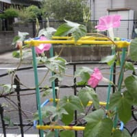 あさがお
