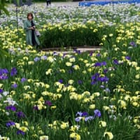 賀茂花菖蒲園に行ってきました①（①∼③）