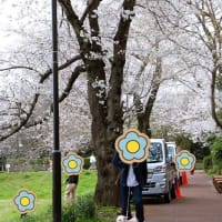 お花見散歩