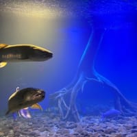 「温根湯旅行（北の大地の水族館ほか）」