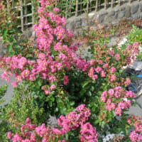 我家の庭にある「百日紅（サルスベリ）が咲き始めました　