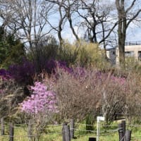 小石川植物園　今日まで開園のロックガーデンの花　　　　28
