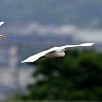 6/11  5月下旬に出会った鳥達 