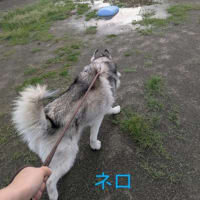 タイヤみたい