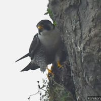ハヤブサの親