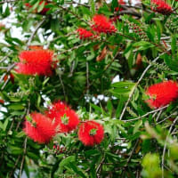 ユキノシタ、アケボノフウロ、シャクナゲ・・・（板橋区立赤塚植物園 2025.5.11 撮影）