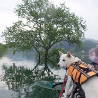  しらたまと東北の旅#4(早朝カヌー@飯豊白川湖)