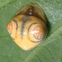 7月最後の教室　雨宿りする生き物を探す