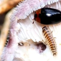 フタホシチビオオキノコの幼虫　???