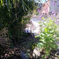 【🔼阿蘇市役所のとんでもない治水処理は、総て〇島〇邦さんを体よく使う〇中〇子の浸水処理と奴の敷地の大量の雨水を処理するもの‼】