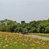 万博公園の“花の丘”はお花でいっぱいです！！