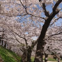 すごい！五稜郭公園小桜