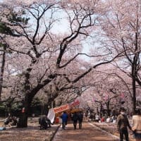 🌸今年の円山公園🌸