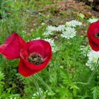色んな花が咲いて・・・・