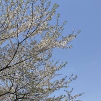 桜の季節は意外と早い。