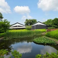 7月の歩こう会～古代ハス