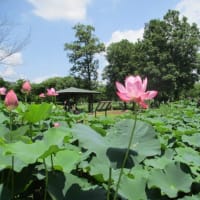 ～行田市・古代蓮と田んぼアートが見頃です～