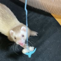 本日の癒しをお届け☆彡
