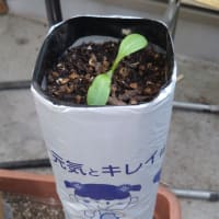 最後のごぼうを収穫✰✰