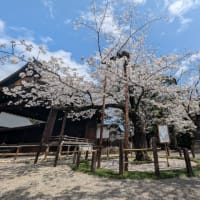 靖国神社の桜1　標本木