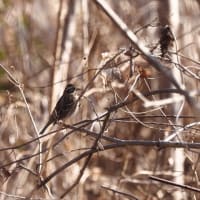 鳥猫日和19    久々の八王子K公園