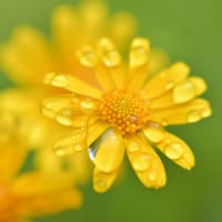 雨上がりの庭の花