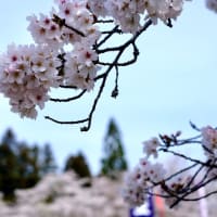 桜まつり-奈良県奈良市：柳生町