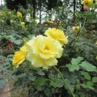 あじさいの花は 嫌い（相模原北公園2025）