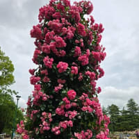05/22 鶴舞公園 バラ満開
