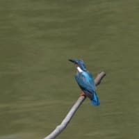 於大公園 ： 野鳥 ・ 翡翠 ・ カワセミ・・・フリー素材ブログ　カワセミ